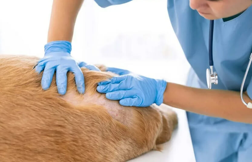 Ветеринар делает соскоб кожи у животного